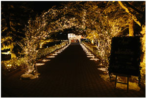 lucky light decorations