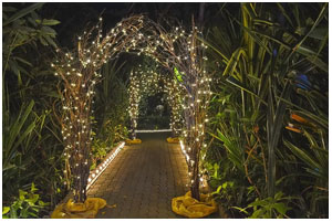 lucky light decorations