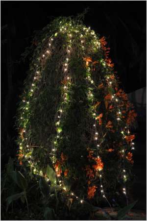 Outdoor Light Decoration