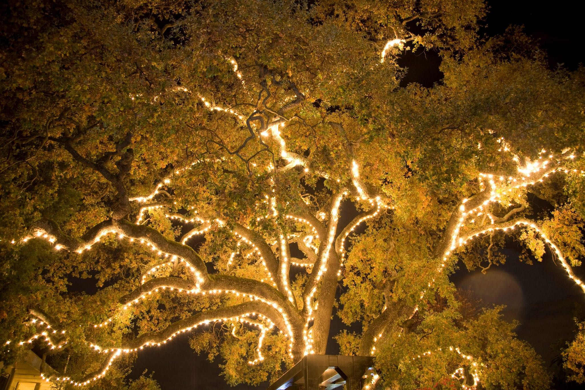 Tree light clearance
